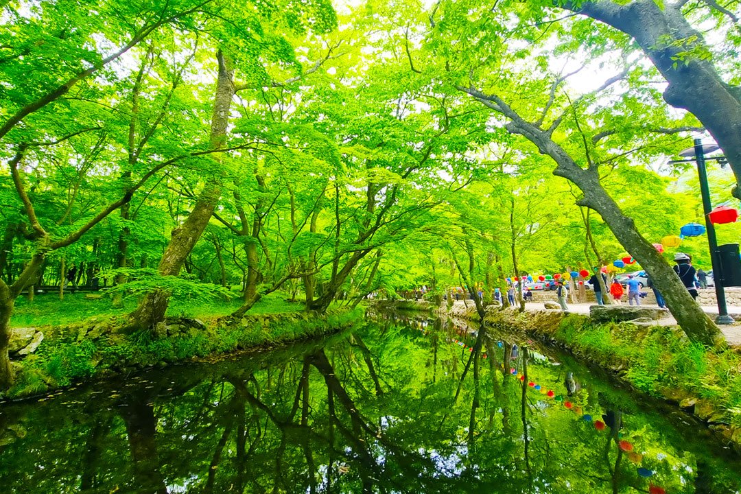 [서울/경기출발] 고창농원라벤더+선유도+선운사+람사르생태공원_군산정읍고창 1박2일(리무진)