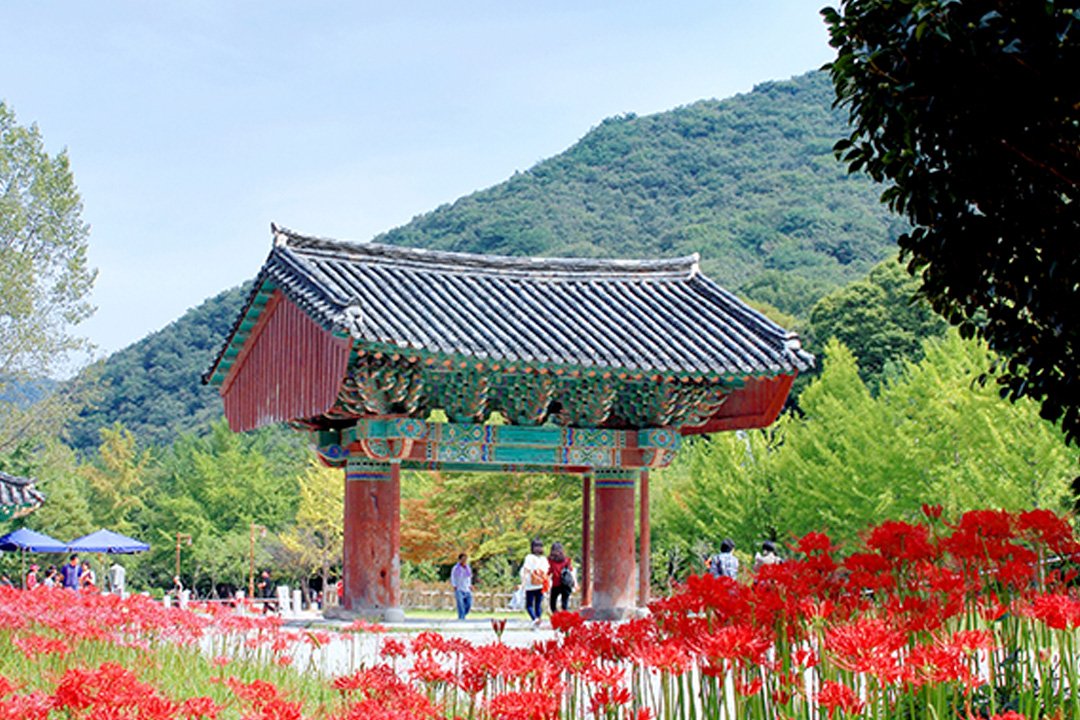 [서울/경기출발] 서해한바퀴 부안고창군산 1박2일_고창선운사꽃무릇+학원농장코스모스+채석강+군산근대화거리(리무진)