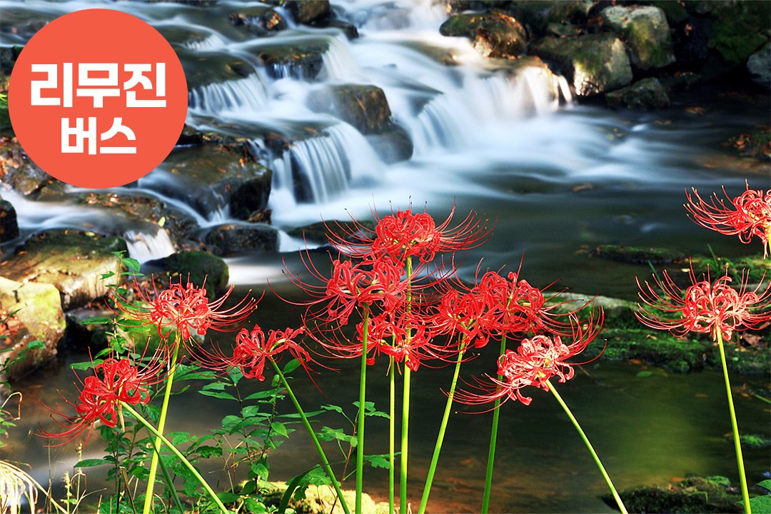 [서울/경기출발] 서해한바퀴 부안고창군산 1박2일_고창선운사꽃무릇+학원농장코스모스+채석강+군산근대화거리(리무진)