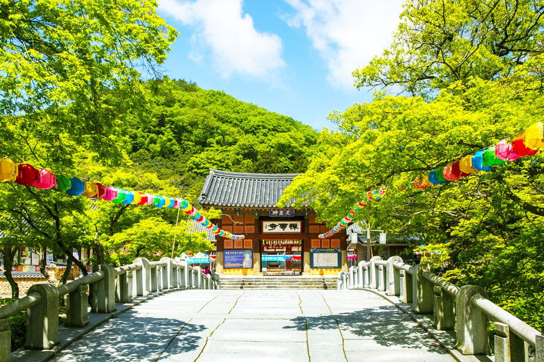 [서울/경기출발] 서해한바퀴 부안고창군산 1박2일_고창선운사꽃무릇+학원농장코스모스+채석강+군산근대화거리(리무진)