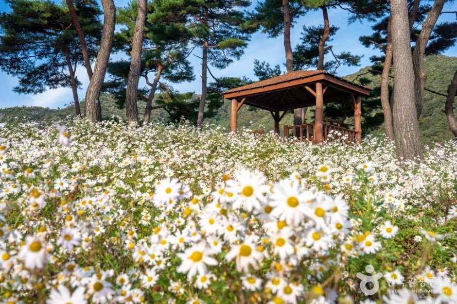 [전주출발]정읍"구절초축제"&김제☆솔향기와 은은한 꽃향기가 어우러진 산책로(당일)