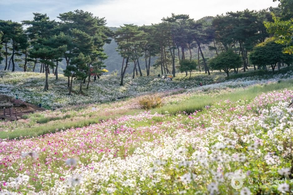[전주출발]정읍"구절초축제"&김제☆솔향기와 은은한 꽃향기가 어우러진 산책로(당일)