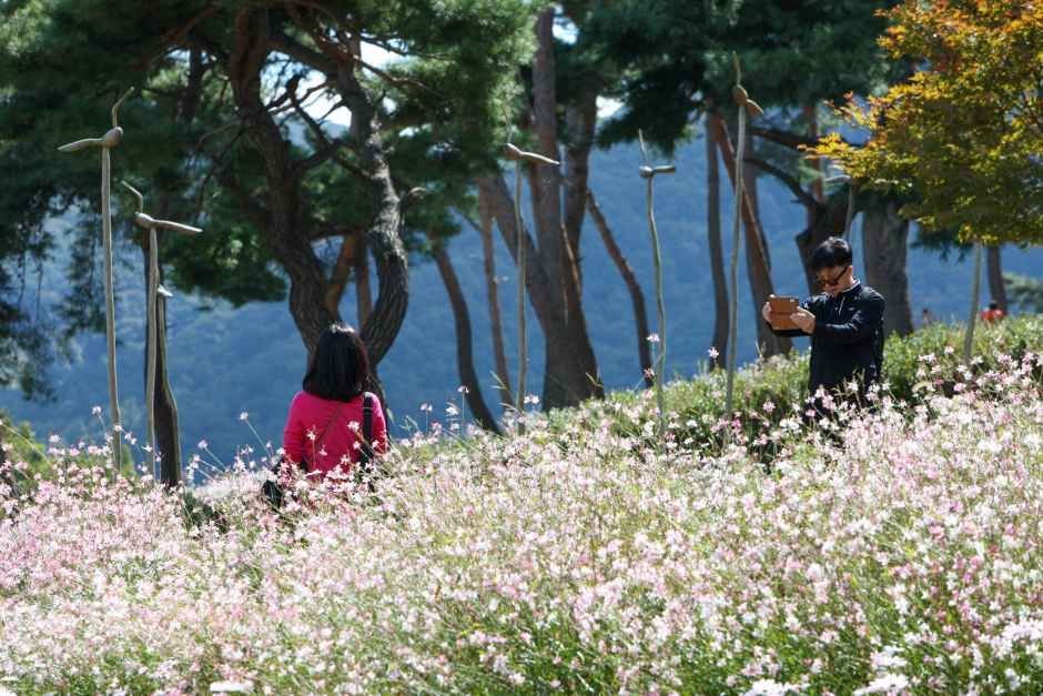 [전주출발]정읍"구절초축제"&김제☆솔향기와 은은한 꽃향기가 어우러진 산책로(당일)